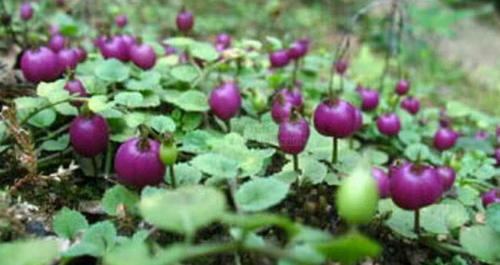 模样像洋葱的野果子，是一种难得的好药材，名字很霸气