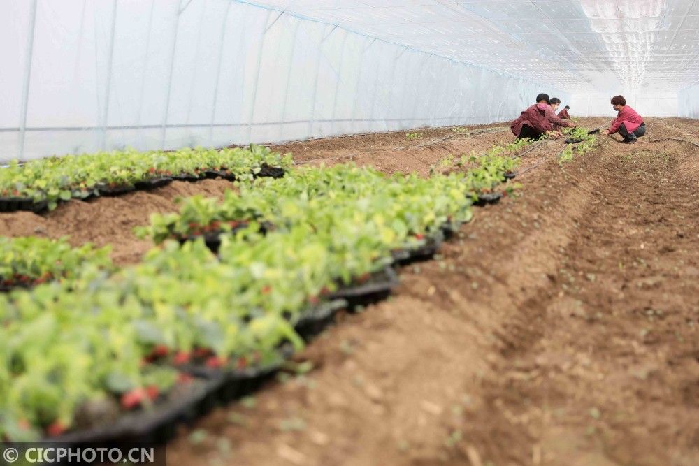  山东省|防疫不误农时 全国各地奏响春天“交响曲”