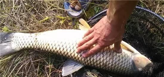  #投放窝料#为什么,给你机会都无法爆护!野外连竿的时候要注意这8点细节