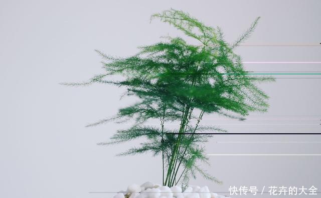  实用|养文竹，3个“繁殖”好办法，简单、易学、上手快，非常实用！
