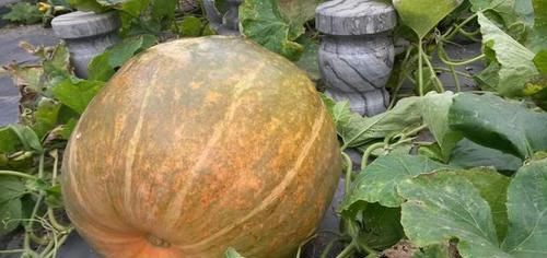  「南瓜种子」南瓜又称为“懒人蔬菜”，简单几步种植好，南瓜吃不赢