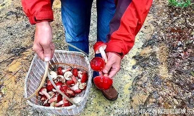  红菇■一斤超1000元，有人吃不起，有人不敢吃，市场缺口很大