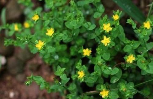  [发现]乡下一种野草，以前用来止血消肿，现在发现是一种珍贵药