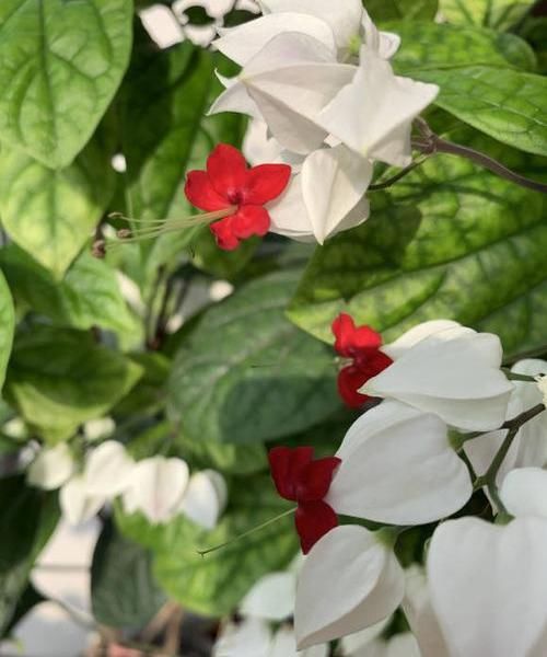  『家里』这种花叫“龙吐珠”，能开上百朵，花友都喜欢，养在家里上档次