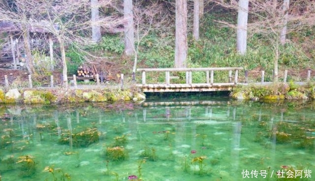 日本一处天然池塘,竟犹如莫奈经典名画,隐匿多年最近才被发现