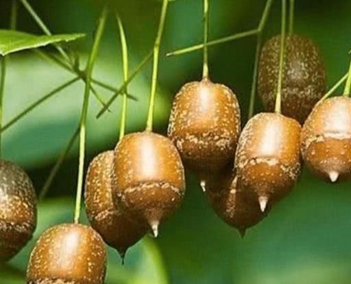 这世上唯一一颗“孤独”的树，长在中国，专家至今未找出繁殖方法