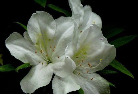  花芽：到了5月，杜鹃花得“套一套”，花芽“成倍”钻，花朵一开满屋艳