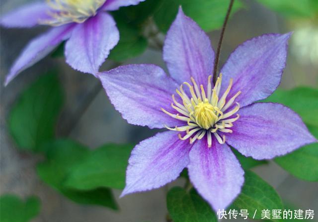 家里■这些美的动人心弦的植物,究竟有毒吗?家里可以种吗