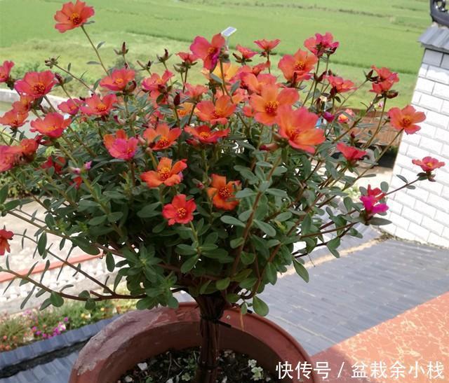 棒棒糖|太阳花别在追求爆盆了,养成棒棒糖和塔型,个性强又壮观