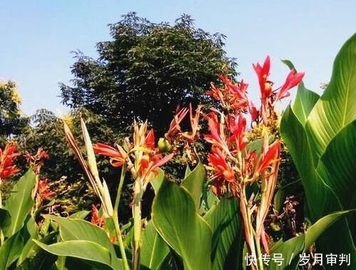  种植蕉芋|曾被当作救命粮，亩产高达万斤，出酒率比粮食高，如今