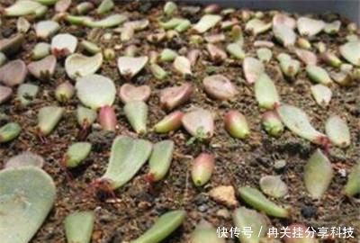 『温暖的环境』多肉植物叶片多久发芽