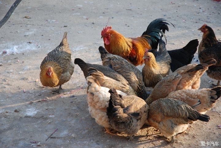  「远离」【探歌】 远离城市喧嚣的乡村是什么样子