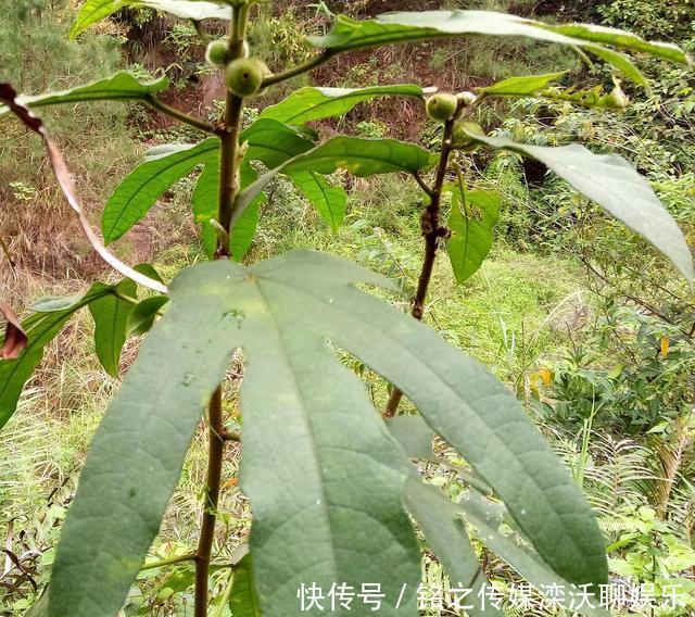 人称:这植物人称“五爪龙”,看着不起眼,用处却不少,可惜不多见了