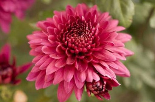 「大丽花」4月就养这几款花卉,花大色艳,开花爆成花海,美观大气惹人爱