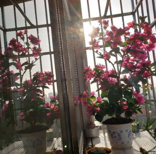 「小花」1米宽的防盗窗,也能开成小花海,一年四季有花看!