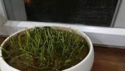 「让铜钱」朋友家养的铜钱草,不出一个月就能长满盆,叶子巴掌大小