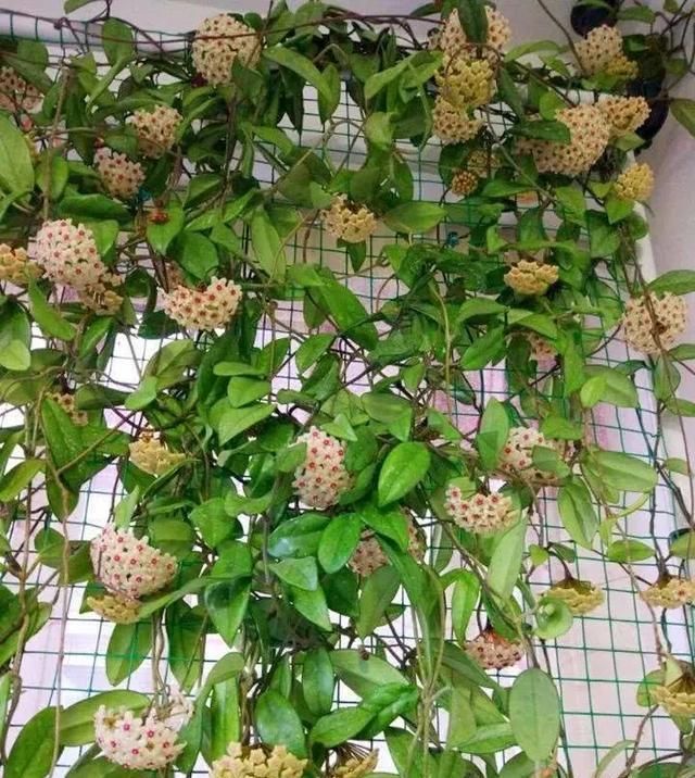  『花期』有院子,一定要养这“7种花”,花量大,花期长,好养又漂亮