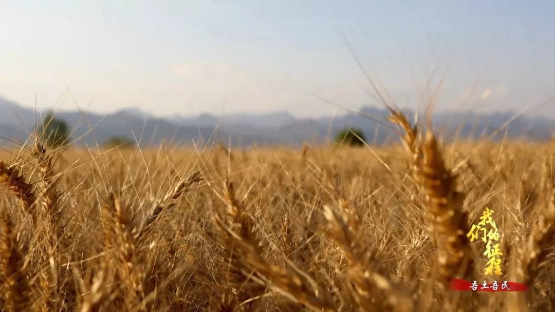  「创造奇迹」中国碗里装满中国粮！看，这片神奇的土地如何创造