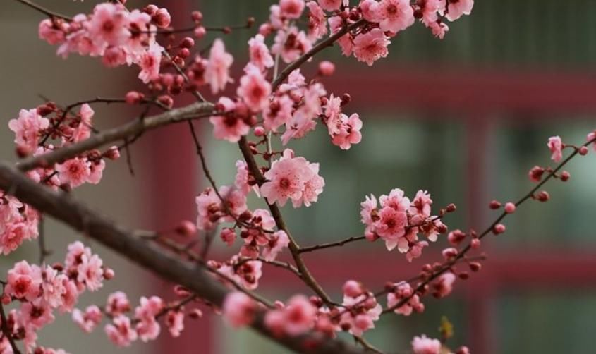  【红叶李】这6种植物，一到春天满树繁花，路过花瓣都能落头上！