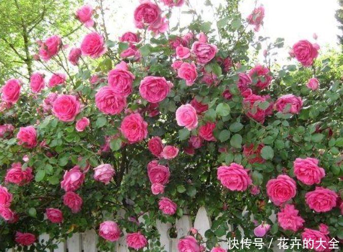  『五彩石竹』春天养此款花卉，花期200多天，花开香飘溢满屋，阳台变温馨花园