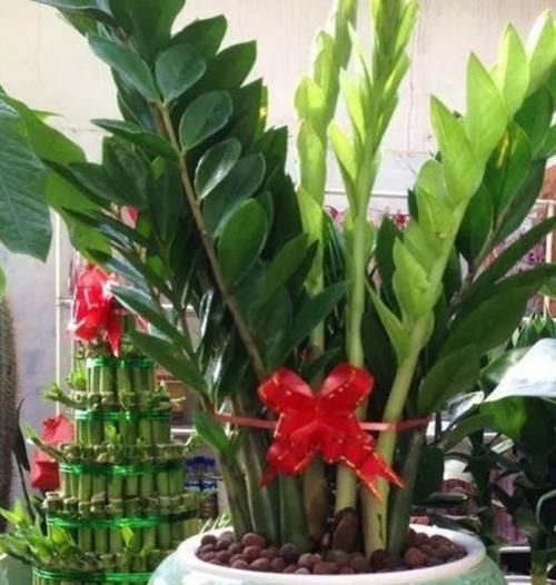  金钱树@家里养这几款植物，娇小不占地，吸甲醛、净空气、杀细菌！