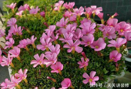  [图片作者]15种超级好养的花，不死鸟居然不是第一，“养花杀手”们试一试吧