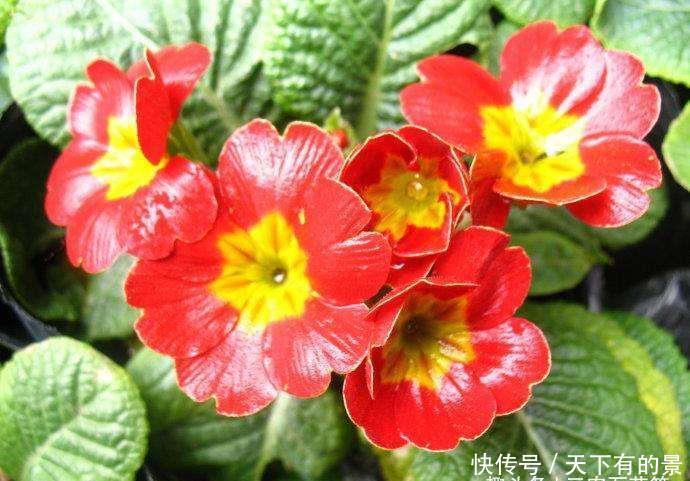  『种植』花卉种植技术：初春花卉植物养护的注意事项！
