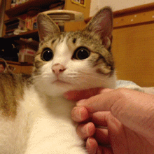 双眼皮“黄金不败宽度”来了!某璐要是早看到也不至于割完眼皮又