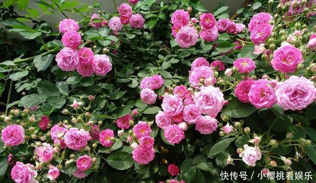  「开成」藤本月季开花前，2件事要做好，否则开成“麻子脸”，掉档次