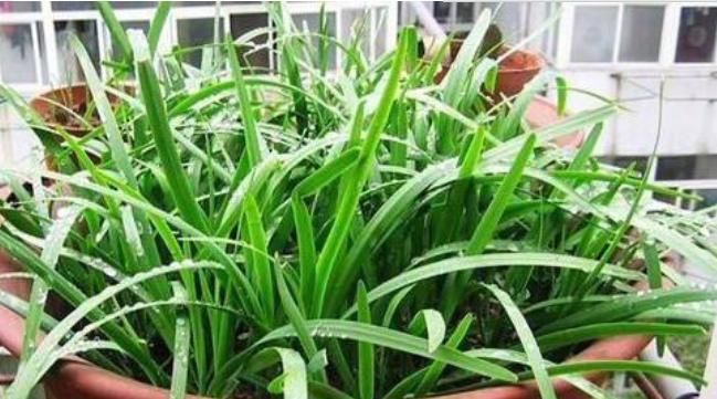  「韭菜」别人种花我种菜，“5种菜”种阳台，1个月就能吃，吃完一茬又一茬