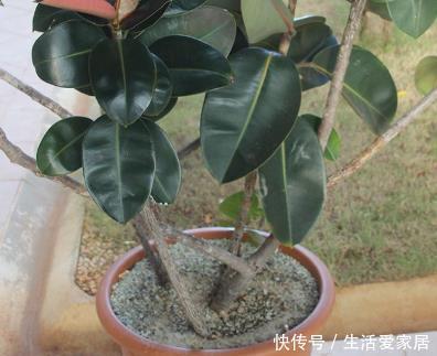 『适合』这三种绿植最适合放在客厅,既美观又健康,轻松蹭蹭长不停