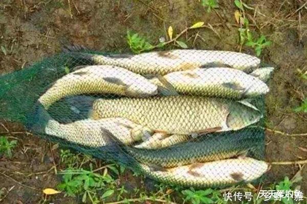  「必杀」手竿钓大鱼，这些必杀技巧要牢记，别不信，钓大鱼一钓一个准！
