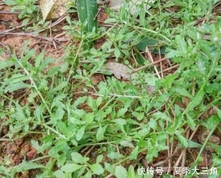  『养花久』1种野草，人称“鹅不食”，农民砍了当柴烧，殊不知，能治咳喘