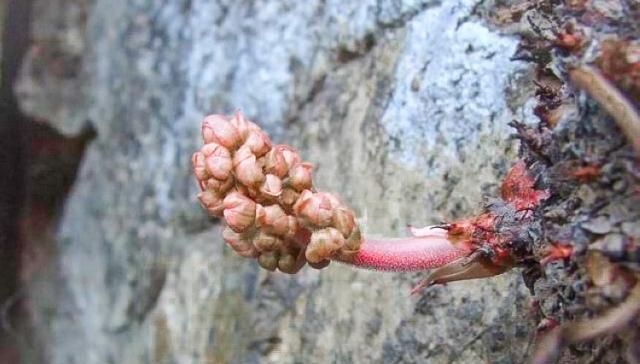  [稀罕]这种野生物，在民间珍贵不凡真的好稀罕，碰到只采叶子就