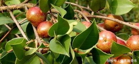 这种树果子落了一地，主人没空捡，偏偏喜欢叶子