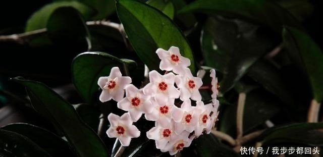 高大的花|卧室不要养5种花,虽然好看,但并不适合