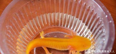 农村老人捡到“稀有物种”，上交国家却为何被退回