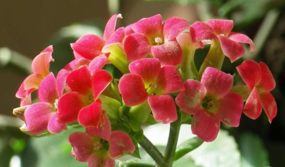  「年宵」5种“年宵花”，现在养一盆，开花一串串，充满着“仙气”