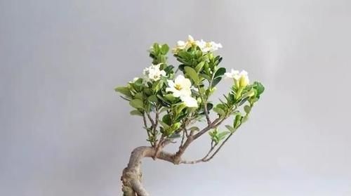  身价：这六种植物越养越值钱，在家养几年，身价翻几倍！你家有几种