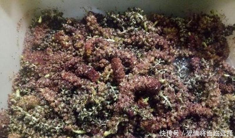  用来■北方曾大量种植，近年却不断被砍伐，如今有人摘花当美味