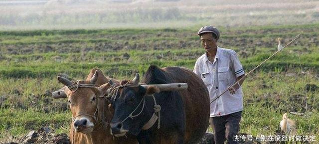 农村愈演愈烈的四大“怪风”，让农民很头疼，国家也该出手整治了