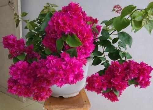  『把握』想让三角梅枝繁叶茂，开花不断，必须把握好四个施肥原则