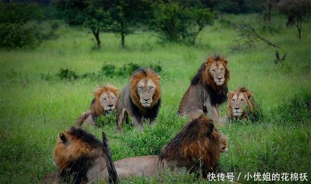  『对手』曾几何时，六头雄狮称霸草原，战斗力令对手闻风丧胆