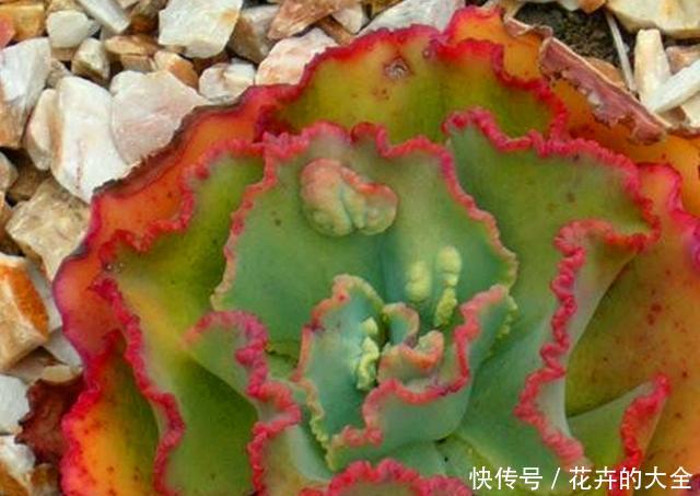 『包菜类』迷人的多肉舞会红裙,养护注意关键5点,红边明显,光彩照人