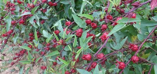  魔性：好魔性的植物，名字叫“红桃k”，养上一盆，开花好看又能泡茶喝