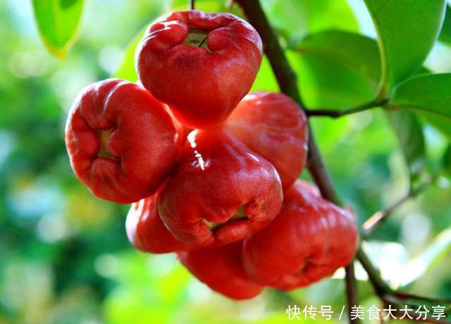 国外超便宜的5大水果,在中国却特别贵!第二个