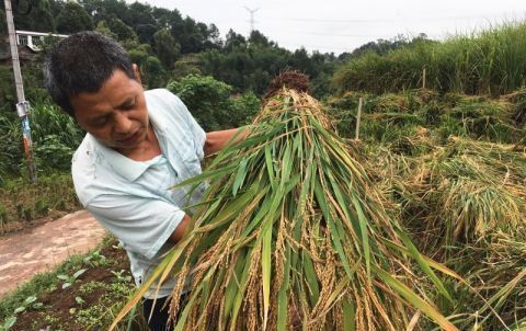 生计问题■合村并镇后，农村土地要不要重新分配？养老和生计问