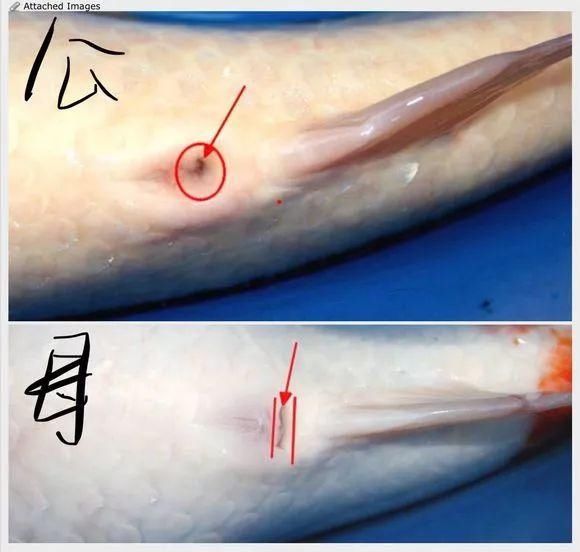  【母鱼】技巧 | 6步看懂，锦鲤的公母区分（金鱼的王者）