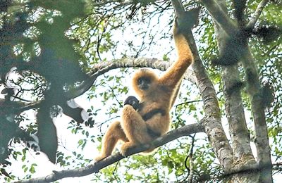  #获取与惠益分#多措并举遏制生物资源的流失与丧失