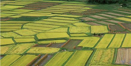 补贴标准是1500元一亩！高标准农田建设是啥？